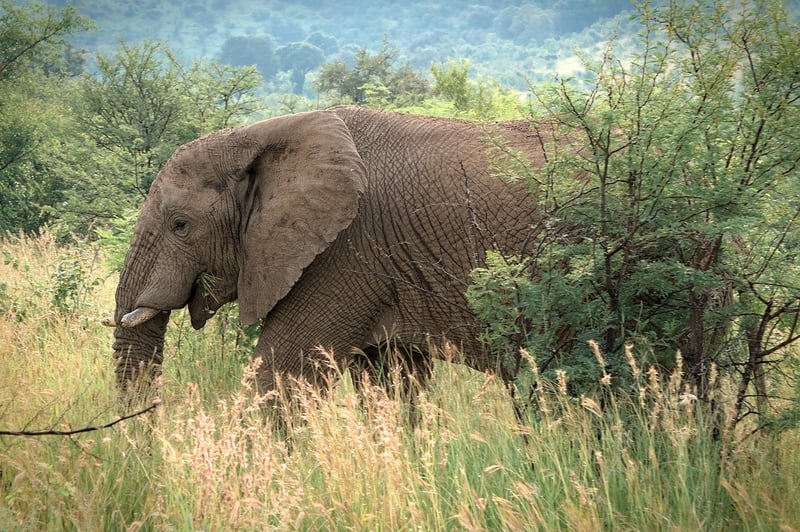 Wildlife Safaris